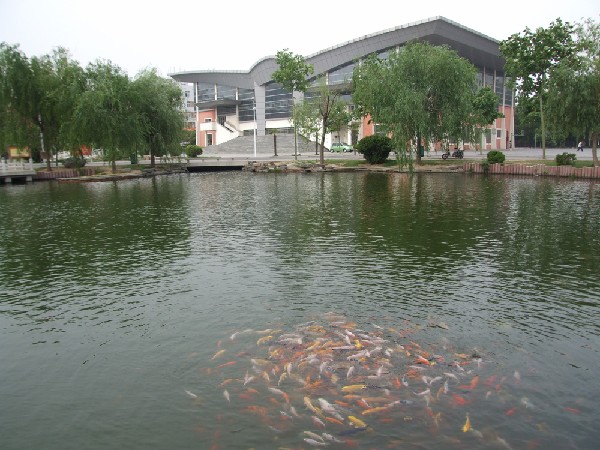 金鱼戏水